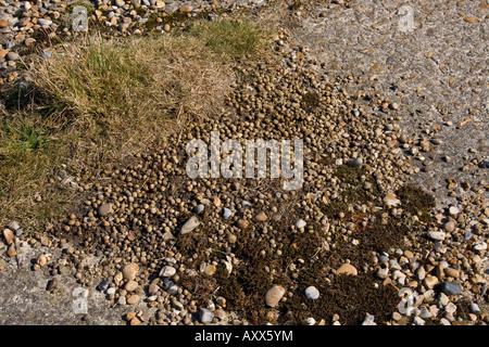 Escrementi di coniglio segnando il suo territorio Foto Stock