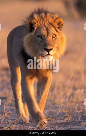 Lion (Panthera leo), Savuti, Chobe National Park, Botswana Foto Stock