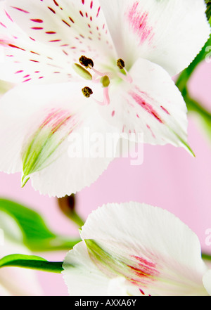 Fiore pianta Alstroemeria, giglio peruviano, bianco Foto Stock