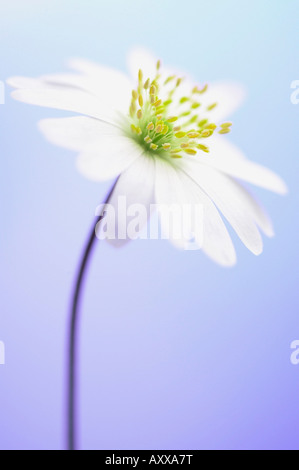 Anemone, Anemone blanda, Bianco, Anemone, blanda Foto Stock