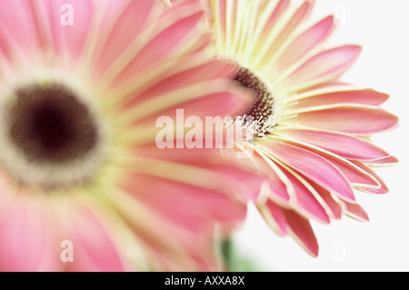 Gerbera, Gerbera, rosa, Foto Stock