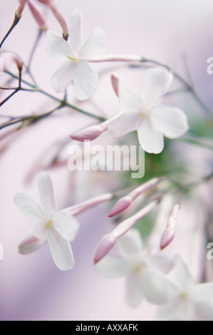 Il gelsomino Jasminum officinale, Bianco, Jasminum officinale, Foto Stock