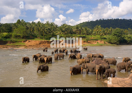 Gli elefanti balneazione nel fiume, Pinnewala Elephant orfanotrofio vicino a Kegalle, Sri Lanka, Asia Foto Stock