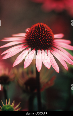 Echinacea, coneflower viola, viola, coneflower, Echinacea purpurea 'Rubinstern', rosa, Echinacea purpurea, Rubinstern Foto Stock