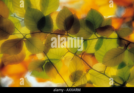 Faggio Fagus sylvatica, Fagus sylvatica, Foto Stock