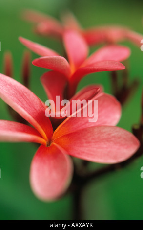 Il Frangipani, West Indian Jasmine, Mnoi, West, indiano, gelsomino, Plumeria rubra, pesca, Plumeria, rubra Foto Stock