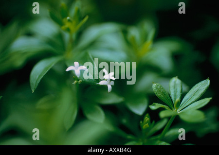 Woodruff, Sweet woodruff, dolce, asperula odorata / Galium odoratum, Bianco, asperula odorata, Galium odoratum, Foto Stock