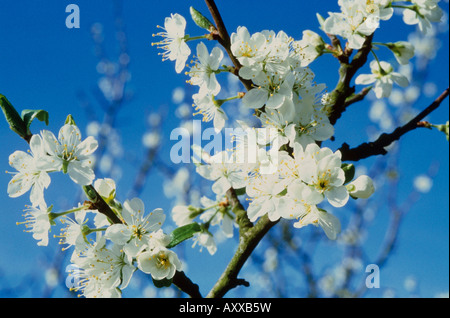 Ciliegia, ciliegio selvatico, selvaggio, Prunus avium, Bianco, Prunus avium Foto Stock