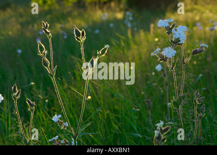 In europa IL REGNO UNITO Inghilterra Surrey fiori di campo in campo Foto Stock