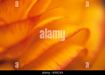 Ranunculus, Ranunculus, arancione Foto Stock