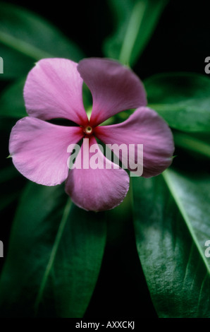 Pervinca, Madagascar pervinca, Madagascar, Catharanthus roseus, Rosa, Catharanthus roseus, Foto Stock