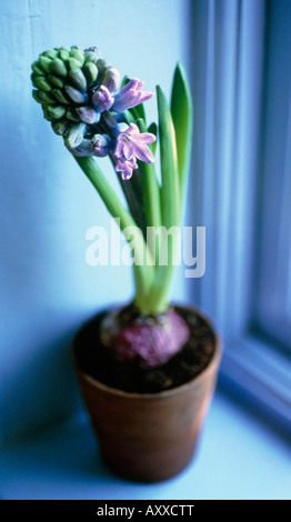 Giacinto, Hyacinthus, Malva, Foto Stock