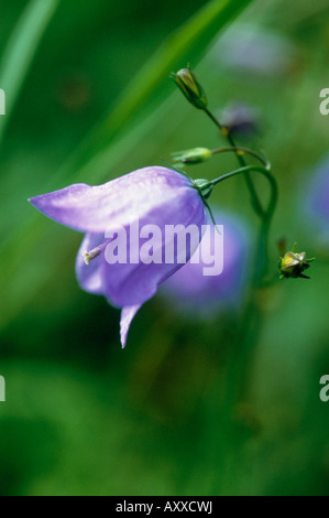 Harebell, Campanula rotundifolia, Blu, Campanula, rotundifolia Foto Stock