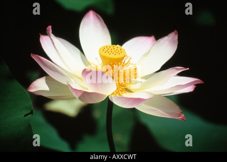 Sacro lotus, Nelumbo nucifera, rosa e bianco acqua fiore pianta Foto Stock