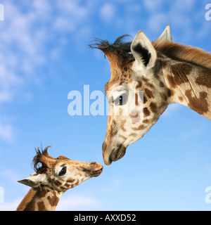 Una giraffa di madre e bambino Foto Stock