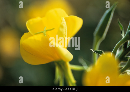 Evening Primerose, sera, primrose, Oenothera biennis, giallo, Oenothera biennis, Foto Stock