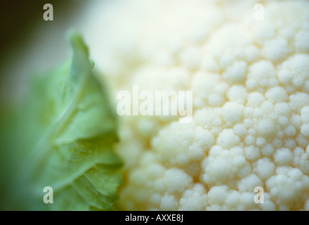 Il cavolfiore, Brassica oleracea botrytis, Bianco, Brassica oleracea, botrytis Foto Stock