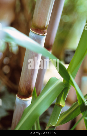 Close-up di canna da zucchero, Saccharum officinarum, che cresce in un campo. Foto Stock