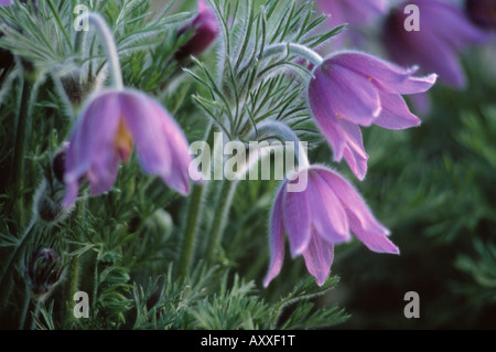 "Pasque flower, "Pasque, fiore, Pulsatilla vulgaris, Viola, Pulsatilla, vulgaris Foto Stock