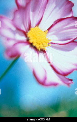 Cosmo, Cosmos bipinnatus, Rosa, Cosmos bipinnatus Foto Stock