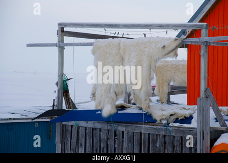 Un orso polare pelle essiccazione si blocca al di fuori di una casa in Upernavik, Groenlandia Foto Stock