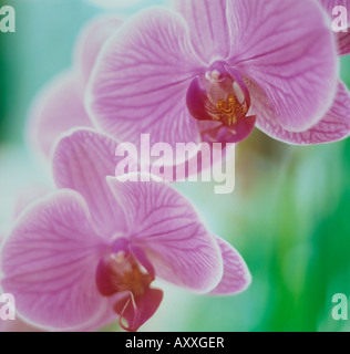 Orchid, Moth orchid, Tarma, Phalaenopsis, rosa, Foto Stock