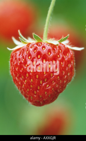 Fragola, Fragaria x ananassa "Pandora", singolo frutto rosso. Foto Stock