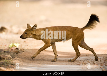 Dhole/cane selvatico, (Cuon alpinus), Bandhavgarh N.P., Madhya Pradesh, India Foto Stock