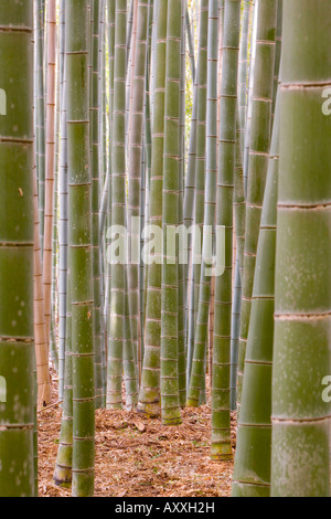 Close-up di steli, foreste di bambù, Sagano, Ukyo Ward, Arashiyama, Kyoto, la regione di Kansai, isola di Honshu, Giappone, Asia Foto Stock