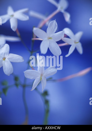 Il gelsomino Jasminum officinale, Bianco, Jasminum officinale, Foto Stock