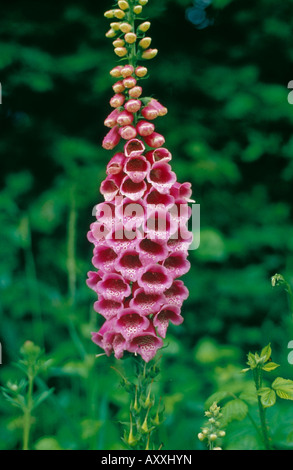 Foxglove, Digitalis purpurea, rosa, Digitalis purpurea, Foto Stock