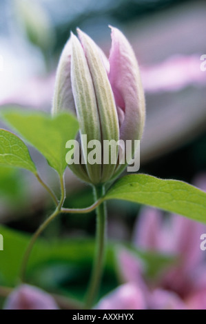 Clematis, Clematis, rosa, Foto Stock