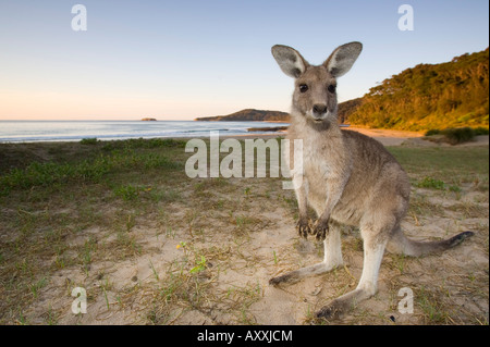 Grigio orientale canguro, (Macropus giganteus), spiaggia di ciottoli, Marramarang N.P., Nuovo Galles del Sud, Australia Foto Stock