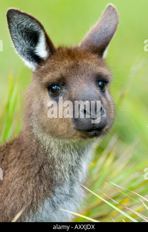 Kangaroo Island Kangaroo, (Macropus fuliginosus), Flinders Chase N.P., Kangaroo Island, South Australia, Australia Foto Stock