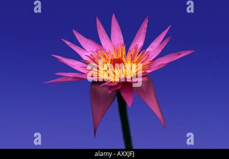 Giglio di acqua, acqua, giglio, ninfei "Ronda Kay', rosa, ninfei, Ronda, Kay Foto Stock