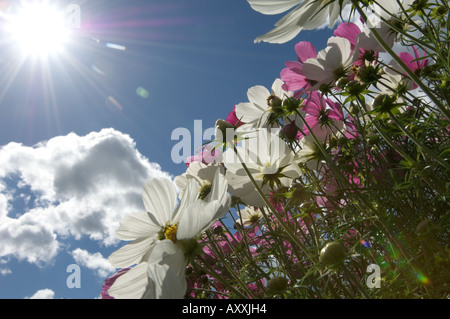 Estate sbocciare dei fiori Foto Stock