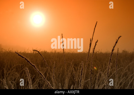 Sunrise in fen, Hiller Moor, Nordrhein Westfalen, Germania Foto Stock