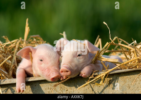 Suini domestici, (Sus scrofa domesticus), Bynde, Nordrhein Westfalen, Germania Foto Stock