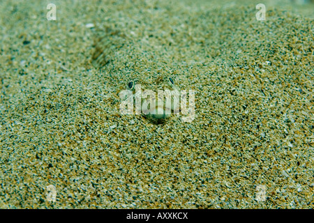 Sabbia Lizardfish subacqueo vicino alla costa di Maui, Hawaii Foto Stock