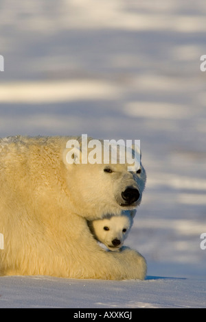 Orso polare con i cuccioli, (Ursus maritimus), Churchill, Manitoba, Canada Foto Stock