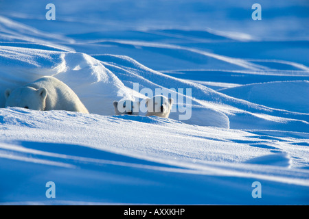 Orso polare con i cuccioli, (Ursus maritimus), Churchill, Manitoba, Canada Foto Stock