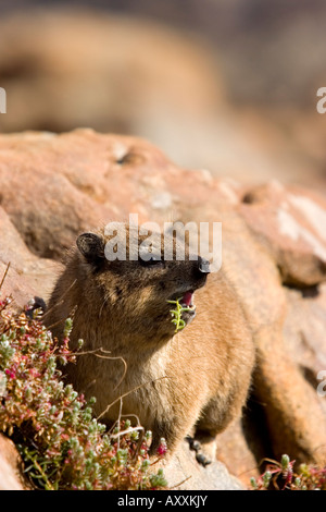 Rock Dassie, (Procavia capensis), Capo di Buona Speranza, di Città del Capo, Sud Africa Foto Stock