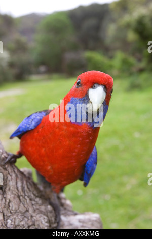 Crimson Rosella, Platycercus elegans, Wilsons Promontory, Victoria, Australia Foto Stock