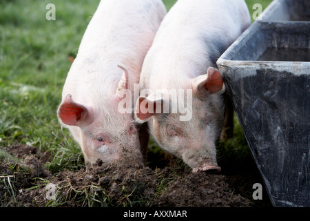 Due maiali che scava in terra dal trogolo di acqua Foto Stock