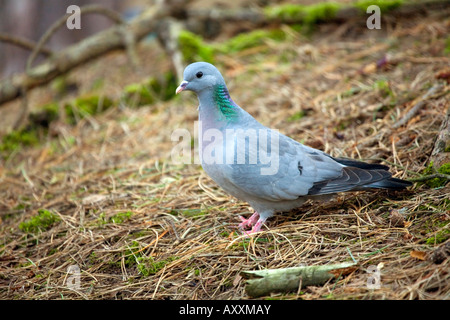 Magazzino colomba Columba oenas Foto Stock