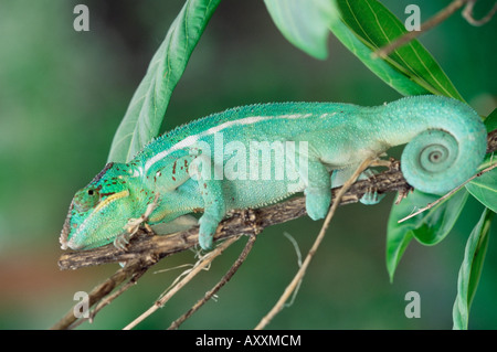 Panther chameleon su un ramo Foto Stock