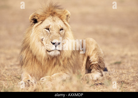 Leone maschio in appoggio in erba, Kenya, Africa orientale, Africa Foto Stock