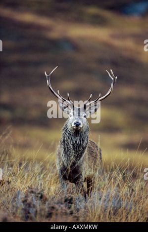 Red Deer cervo (Cervus elaphus) in autunno, Glen Strathfarrar, Inverness-shire, regione delle Highlands, Scotland, Regno Unito, Europa Foto Stock