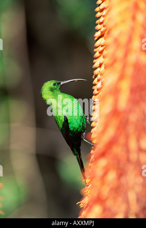 Malachite sunbird (Nectarinia famosa), Capo orientale, Sud Africa e Africa Foto Stock