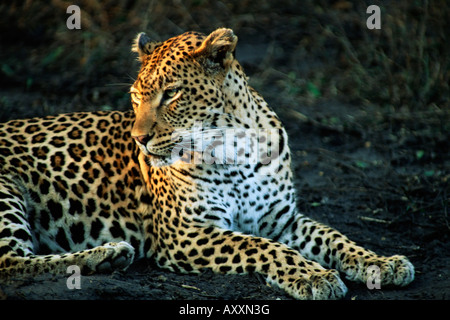 Leopard (Panthera pardus), Mala Mala Game Reserve, Sabi Sand Park, Sud Africa e Africa Foto Stock